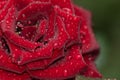 raindrops on red rose petals, flora and botany Royalty Free Stock Photo