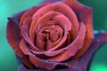 Raindrops on a red rose - stock photo Royalty Free Stock Photo