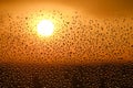 Raindrops on a red window with sunset evening sun light, texture Royalty Free Stock Photo