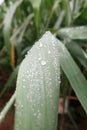 Raindrops on reed leaf Royalty Free Stock Photo