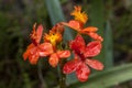 Raindrops Reflecting Light on Orange Epidendrum Orchid