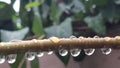 Raindrops regendruppels