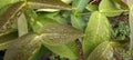 raindrops remaining on some leaves in small garden after big rain