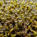 Raindrops resting on vibrant green moss, creating a sparkling Royalty Free Stock Photo
