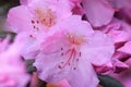Raindrops on a rhododendren Royalty Free Stock Photo