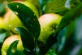 Raindrops on ripe apple hanging on green tree macro Royalty Free Stock Photo