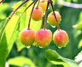 Raindrops on a ripening cherry fruits