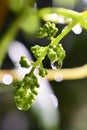 Raindrops on a ripening grape fruits,
