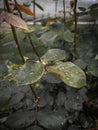 Raindrops on a rose leaf on a cloudy day with natural blurred background. Royalty Free Stock Photo