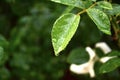 Raindrops on rose leaves.  dew on a branch.  transparent drops of water Royalty Free Stock Photo