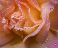 Raindrops on Rose Petals Close Up Royalty Free Stock Photo