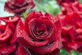Raindrops on rose petals Royalty Free Stock Photo