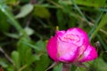 Raindrops on rose petals in a summer sunny garden Royalty Free Stock Photo