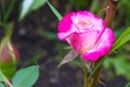 Raindrops on rose petals in a summer sunny garden Royalty Free Stock Photo