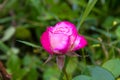 Raindrops on rose petals in a summer sunny garden Royalty Free Stock Photo