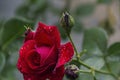 Raindrops rose summer in the garden red, background