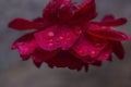 Raindrops rose summer in the garden red, background Royalty Free Stock Photo