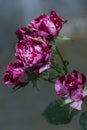 Raindrops rose summer in the garden red, background