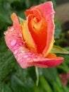 Raindrops at the roses are wonderful