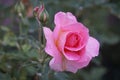 Raindrops on Roses: Colorado Flower Montage, Rose and bud