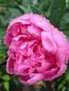 Raindrops on the roses are wonderful