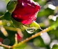 Raindrops on a rred rose flower