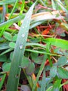 Raindrops on a single blade of green grass in the prairie