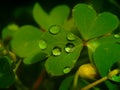 Raindrops on a small green clover plant Royalty Free Stock Photo