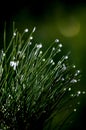 Raindrops on small pine bush