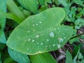 Raindrops on A Small Taro Leaf