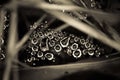 Raindrops on a spider web Royalty Free Stock Photo