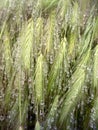 Raindrops on spikelets of grass. Bokeh effect