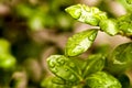 Raindrops on Spring Leaves