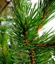 Raindrops on a spruce branch Royalty Free Stock Photo
