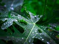 Raindrops sticking on Papaya green leaf. Royalty Free Stock Photo