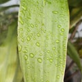 raindrops sticking to green leaves in the playground