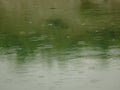 Raindrops on the surface of the lake