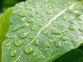 raindrops on the surface of the leaves after heavy rain in the evening