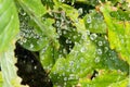 Raindrops suspended on a web with Light Green Leaves