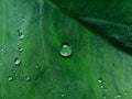 Raindrops on taro leaf Royalty Free Stock Photo