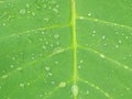 Raindrops on taro leaves look cool to the eye