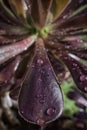 Raindrops on Tree Houseleek (Aeonium arboreum) leaves.