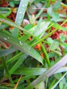 Raindrops on a two blade of green grass in the prairie Royalty Free Stock Photo