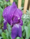 The raindrops on the violet iris Royalty Free Stock Photo