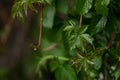 Raindrops, water drops on green leaves, selective focus Royalty Free Stock Photo