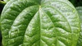 Raindrops water on a green leaf. Fresh, juicy, beautiful tree leaf close-up. Summer, spring background.