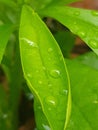 Raindrops on waterleaf plant Royalty Free Stock Photo