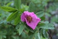 Raindrops were left on the pink rose petals on a summer evening Royalty Free Stock Photo