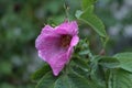 Raindrops were left on the pink rose petals on a summer evening Royalty Free Stock Photo