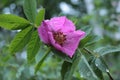 Raindrops were left on the pink rose petals on a summer evening Royalty Free Stock Photo